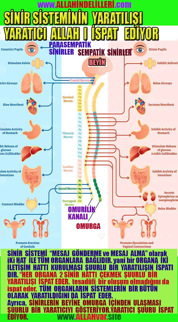 ALLAH, Allahin varlığının delilleri nelerdir?, allahin delilleri, allah in delilleri, allah-delilleri, allah var, #allah