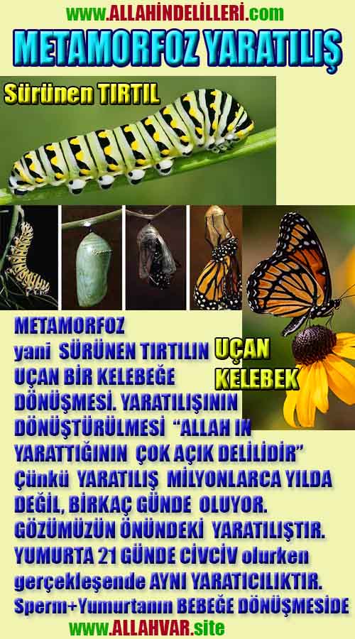 Allahin varlığının delilleri nelerdir?, allahin delilleri, allah in delilleri, allah-delilleri, allah var, #allah