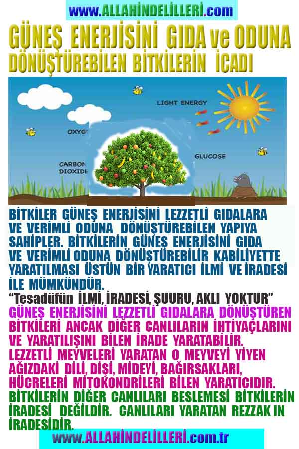 ALLAH, Allahin varlığının delilleri nelerdir?, allahin delilleri, allah in delilleri, allah-delilleri, allah var, #allah