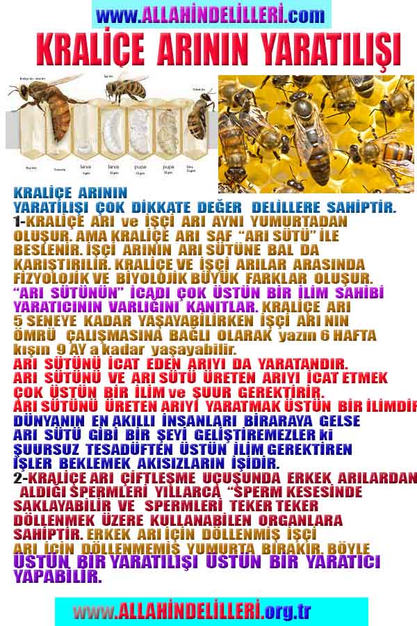 ALLAH, Allahin varlığının delilleri nelerdir?, allahin delilleri, allah in delilleri, allah-delilleri, allah var, #allah