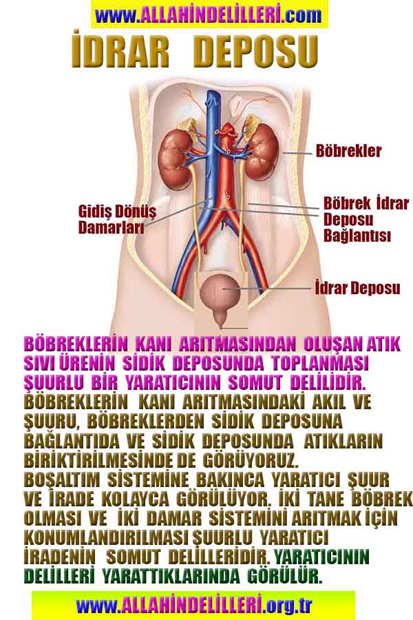 ALLAH, Allahin varlığının delilleri nelerdir?, allahin delilleri, allah in delilleri, allah-delilleri, allah var, #allah